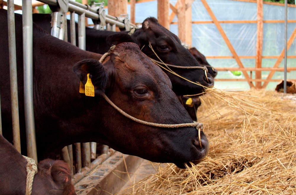 生きている牛と向き合う